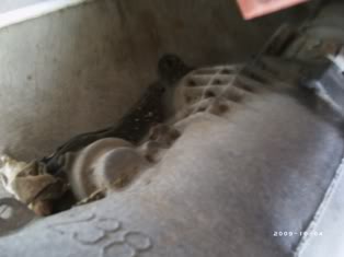Name:  PHOT0259.jpg
Views: 73
Size:  9.4 KB