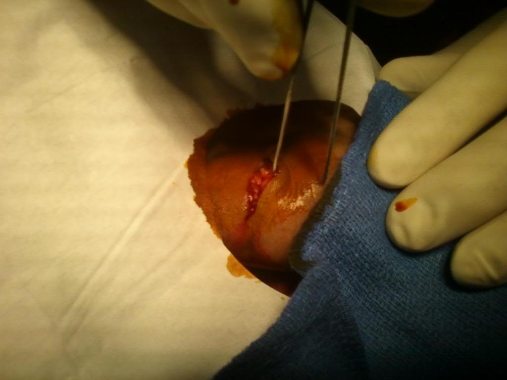 Name:  028-1.jpg
Views: 139
Size:  46.4 KB