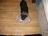 My short lived puppy &quot;Diesel&quot;-2.jpg