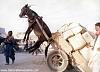 Proper weight distribution-donkey-pulling-cart.jpg