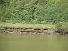 Animal Tracks.........-may-08..spit-020.jpg