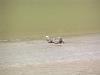 Animal Tracks.........-may-08..spit-004.jpg
