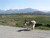 Animal Tracks.........-may-08..spit-005.jpg