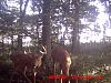 Deer Pics From My Camera-icam0143.jpg