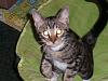 Show Us Your Cats-new-pic-006.jpg