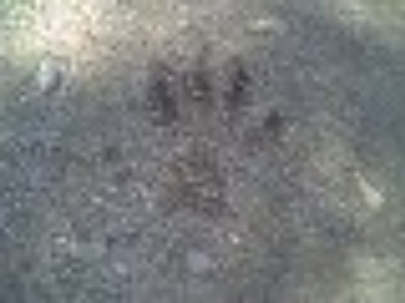Name:  cougertracks2-1.jpg
Views: 36
Size:  31.5 KB