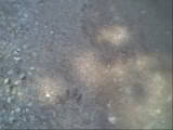 Name:  cougertracks.jpg
Views: 34
Size:  2.8 KB