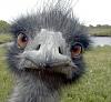 Member Pics-emu.jpg