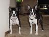 show your dogs-dsc00655.jpg
