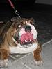 Those of you who have dogs...-bulldog-017.jpg