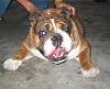 Those of you who have dogs...-bulldog-025.jpg