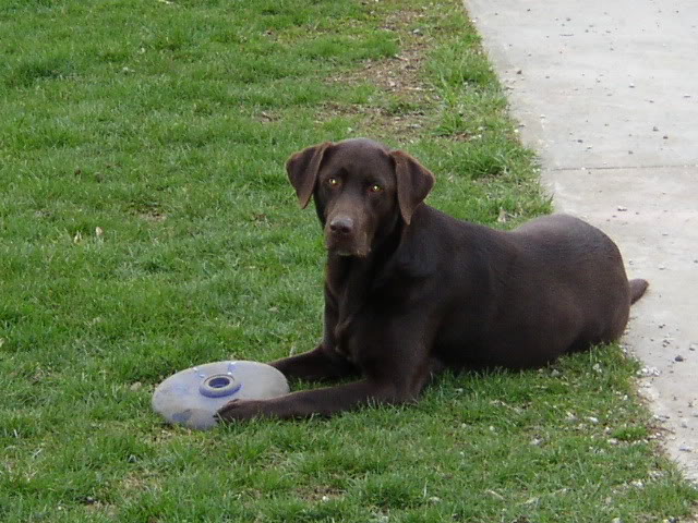 Name: yard2.jpg
Views: 111
Size: 91.4 KB