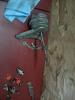 V2203 Diesel Ranger Conversion Kits-image11192013082853.jpg