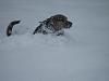 SNOW PICTURES!!! Lets see them!!-buddy-snow.jpg