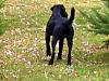 Show off your Hound(s)!!!-point.jpg