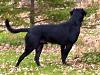 Show off your Hound(s)!!!-rock.jpg