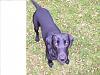 Show off your Hound(s)!!!-what-you-looking-2.jpg