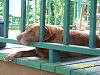 Show off your Hound(s)!!!-duece-052509.jpg