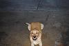Show off your Hound(s)!!!-346.jpg
