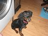 Show off your Hound(s)!!!-145.jpg