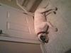 Show off your Hound(s)!!!-kaine.jpg