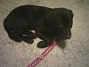 Show off your Hound(s)!!!-sterling.jpg