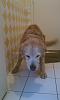Show off your Hound(s)!!!-imag0006.jpg