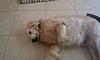 Show off your Hound(s)!!!-imag0003.jpg