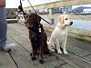 Show off your Hound(s)!!!-dsc00107.jpg