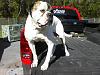 Show off your Hound(s)!!!-kaine4.jpg