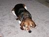 Show off your Hound(s)!!!-100_0036.jpg