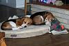 Show off your Hound(s)!!!-100_0249.jpg