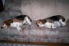 Show off your Hound(s)!!!-100_0181.jpg