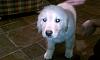 Show off your Hound(s)!!!-bumper.jpg