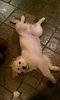 Show off your Hound(s)!!!-bumper-2.jpg