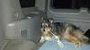 Show off your Hound(s)!!!-uploadfromtaptalk1327661005982.jpg
