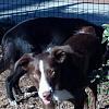 Show off your Hound(s)!!!-uploadfromtaptalk1327661025991.jpg