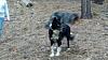 Show off your Hound(s)!!!-uploadfromtaptalk1327661061839.jpg