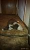 Show off your Hound(s)!!!-imag0257.jpg