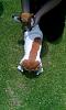 Show off your Hound(s)!!!-dick.jpg