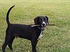 Show off your Hound(s)!!!-12_imagejpeg_2.jpg