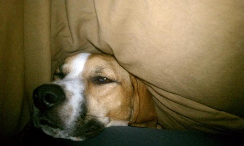 Name:  Leelaundercovers.jpg
Views: 75
Size:  32.5 KB