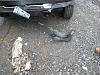 Duramax vs. Bear-bear1.jpg