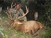 anyone have any good hunting stories??-elk.jpg