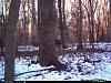 DEER PICS-deer-cudde-back-xmas-005.jpg
