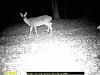 DEER PICS-007.jpg