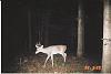 DEER PICS-ol-4pt.jpg