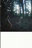 DEER PICS-oldeerpic2.jpg