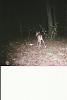 DEER PICS-oldeerpic3.jpg