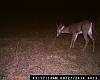 DEER PICS-014.jpg
